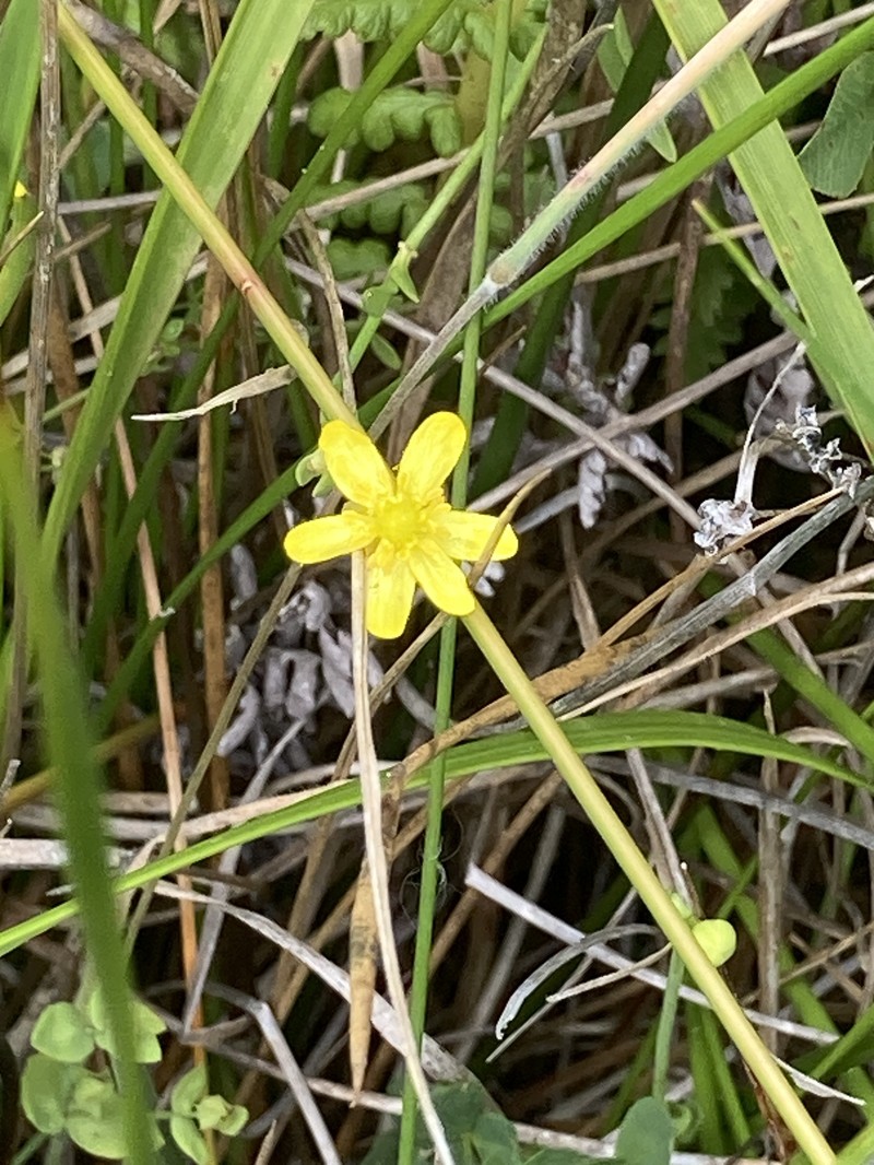 Ranunculus flammula var. ovalis photo 4