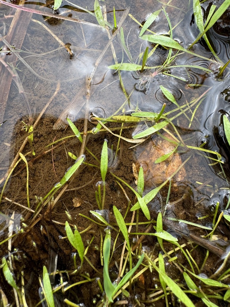 Ranunculus flammula var. ovalis photo 5