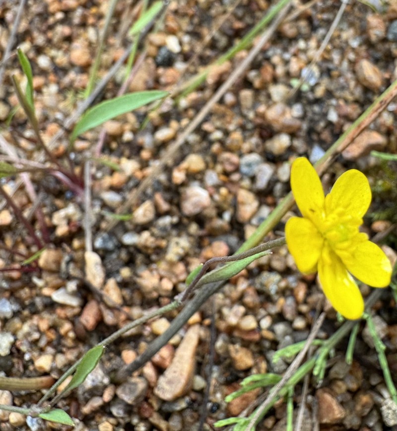 Ranunculus flammula var. ovalis photo 6