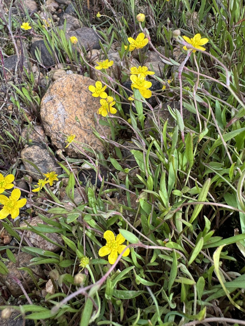 Ranunculus flammula var. ovalis photo 7