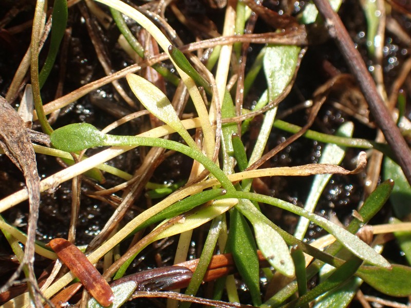 Ranunculus flammula var. ovalis photo 8