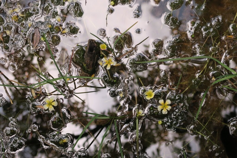 Ranunculus flavidus