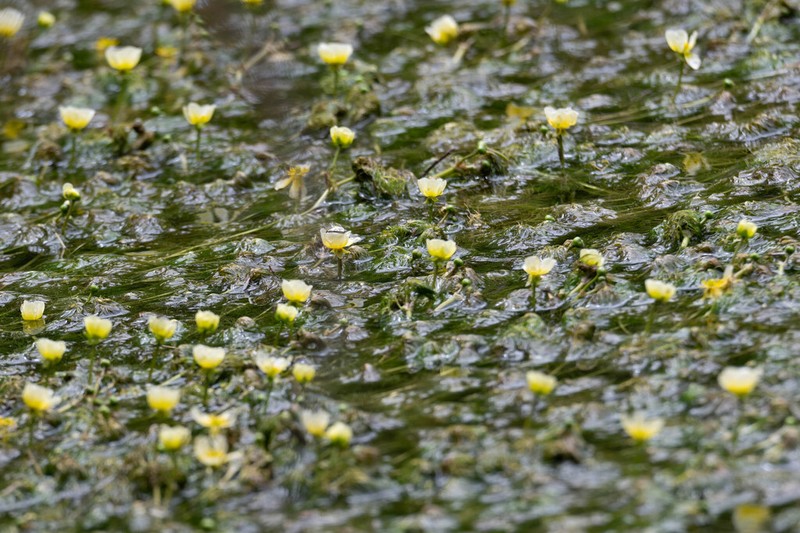 Ranunculus flavidus photo 2