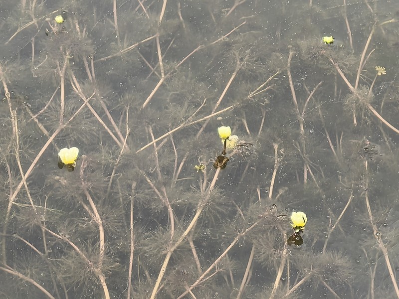 Ranunculus flavidus photo 3