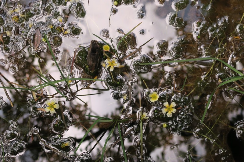 Ranunculus flavidus photo 4