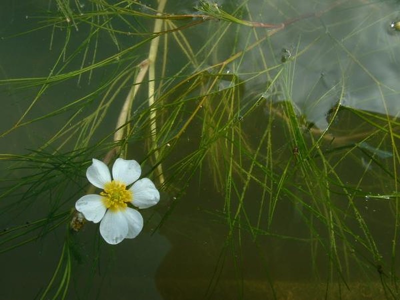 Ranunculus fluitans