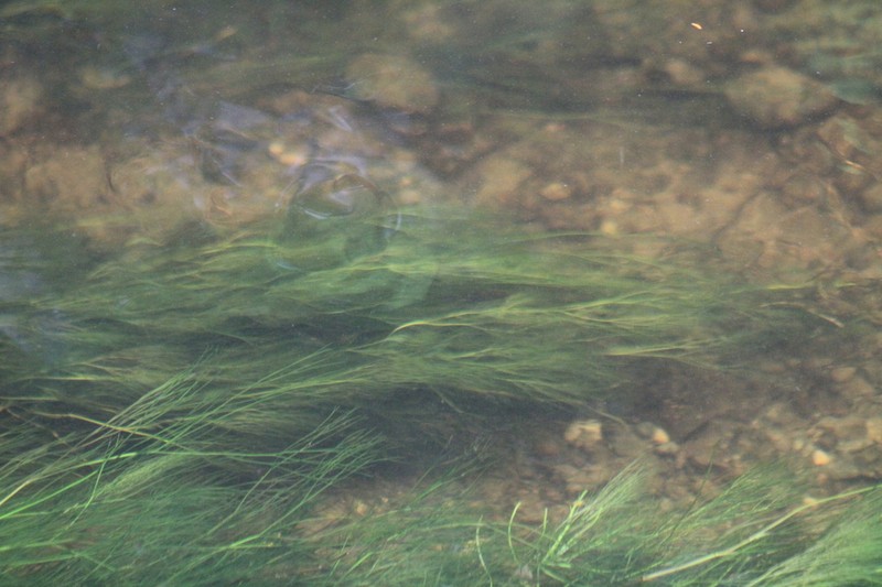 Ranunculus fluitans photo 3