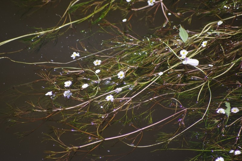 Ranunculus fluitans photo 4