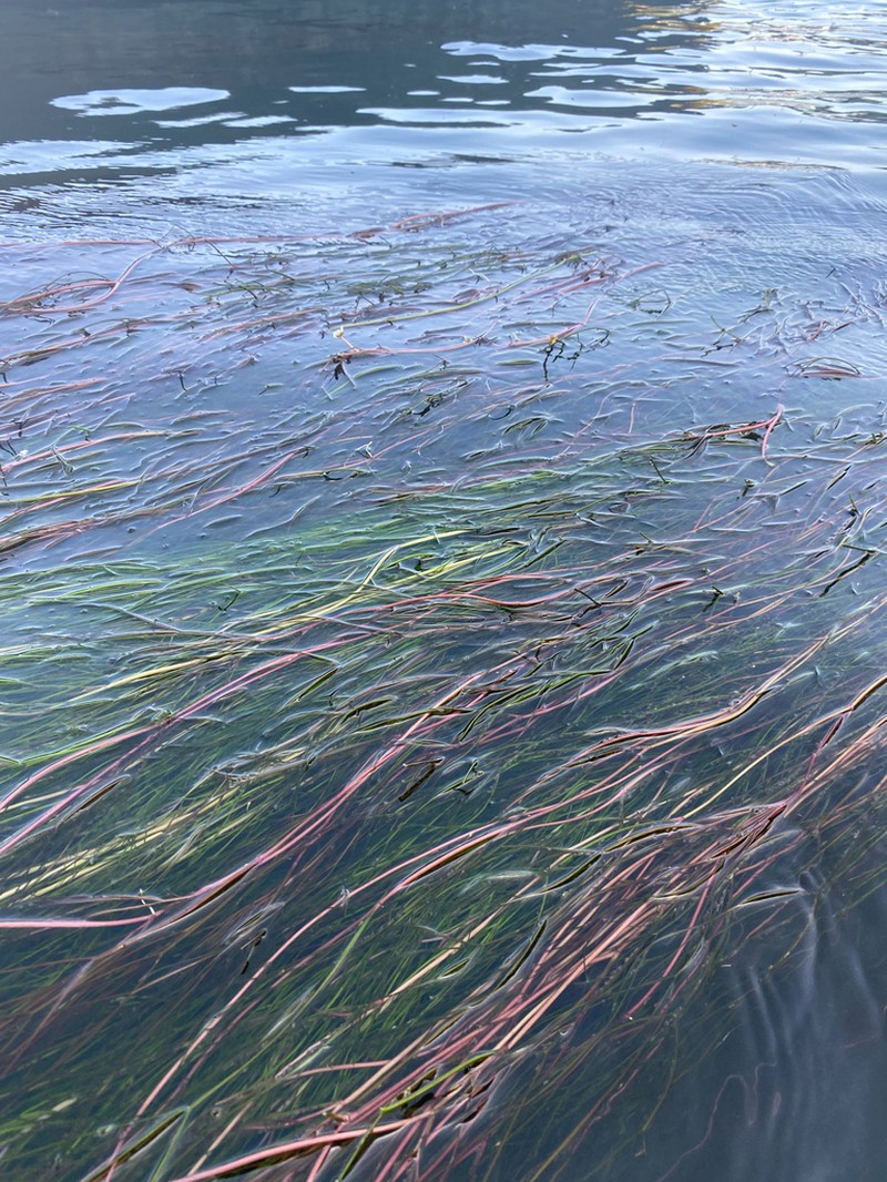 Ranunculus fluitans photo 5