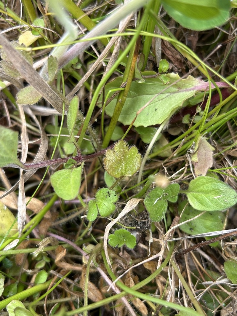 Ranunculus foliosus photo 2