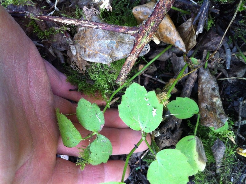 Ranunculus foliosus photo 3
