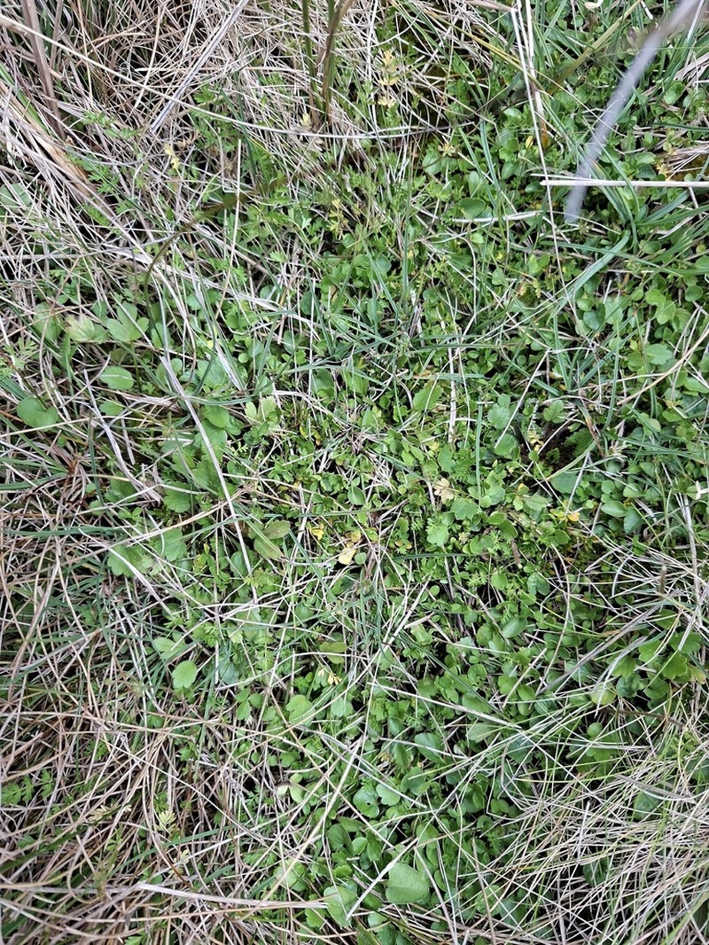 Ranunculus foliosus photo 5
