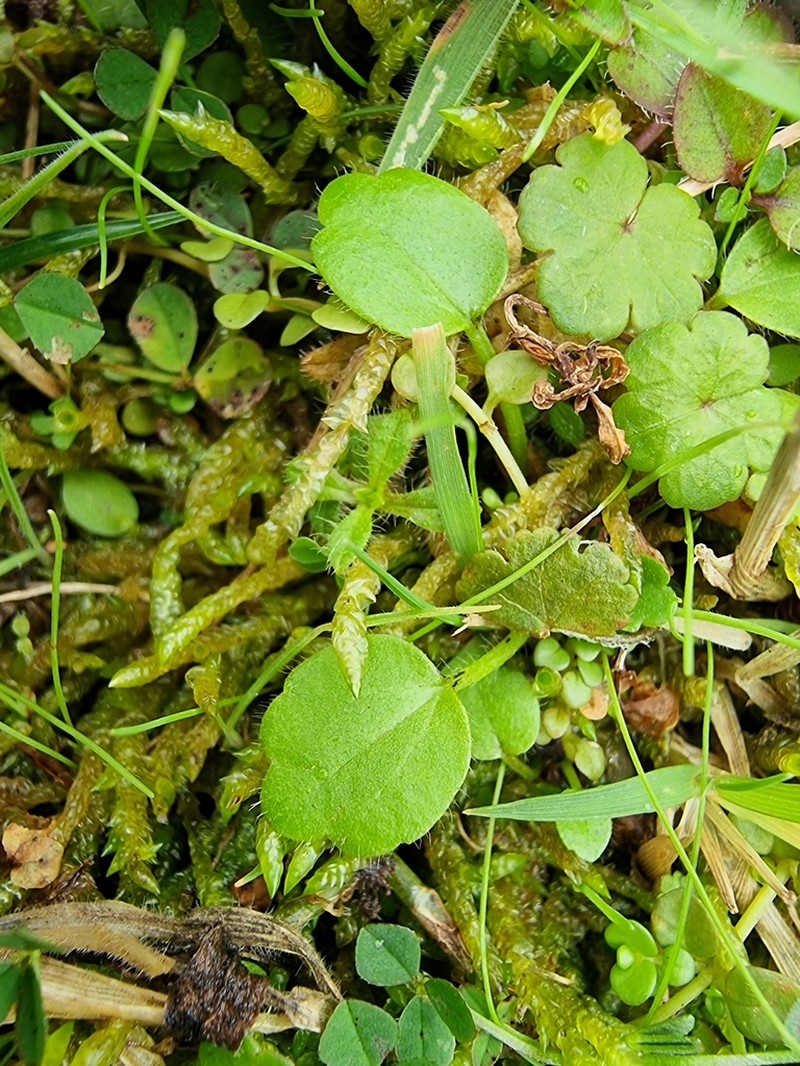 Ranunculus foliosus photo 6