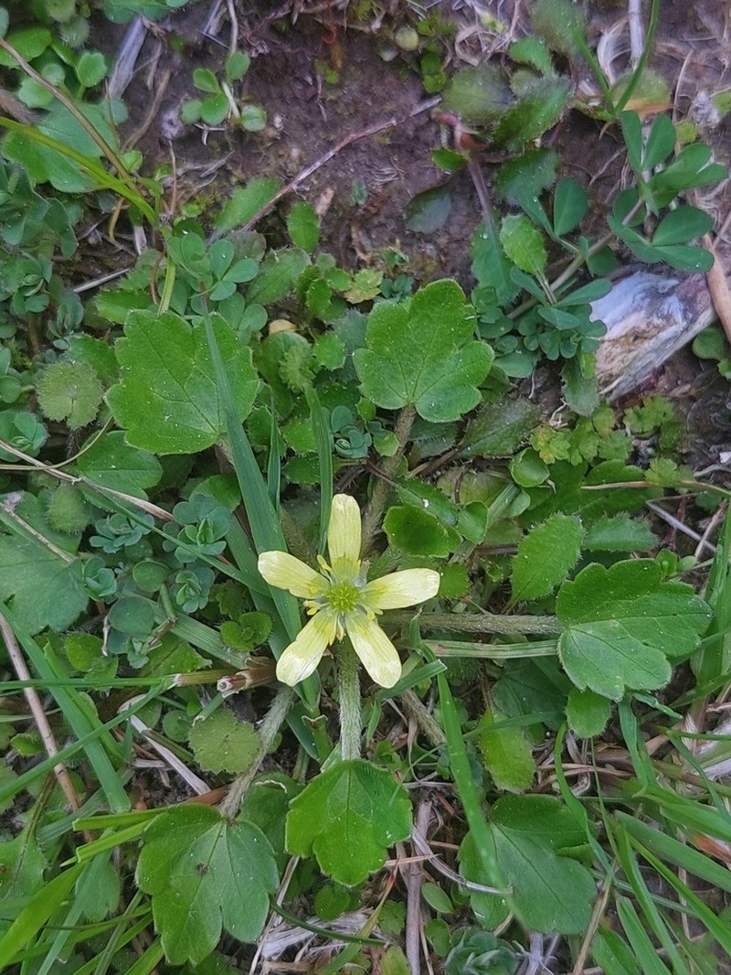 Ranunculus foliosus photo 7