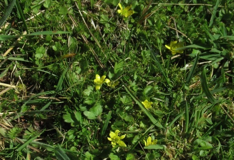 Ranunculus foliosus photo 8