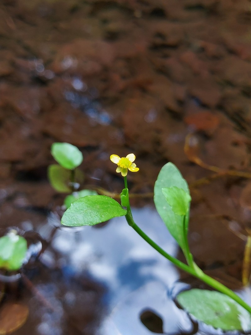 Ranunculus fontanus