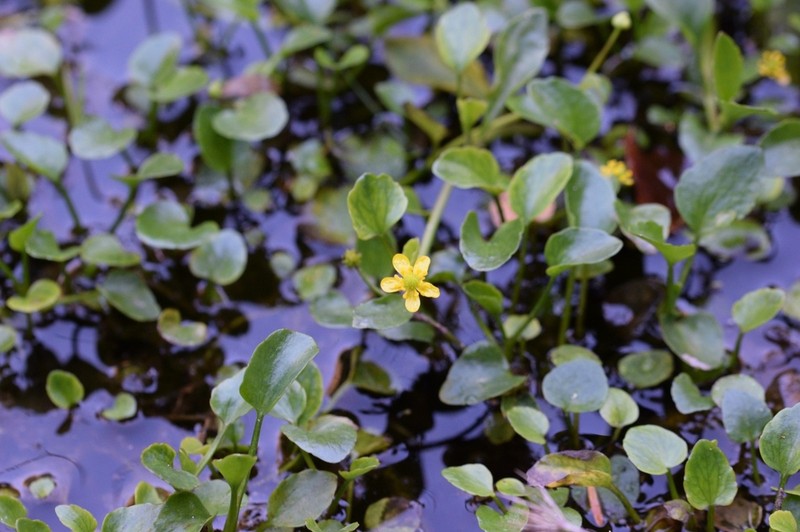 Ranunculus fontanus photo 2