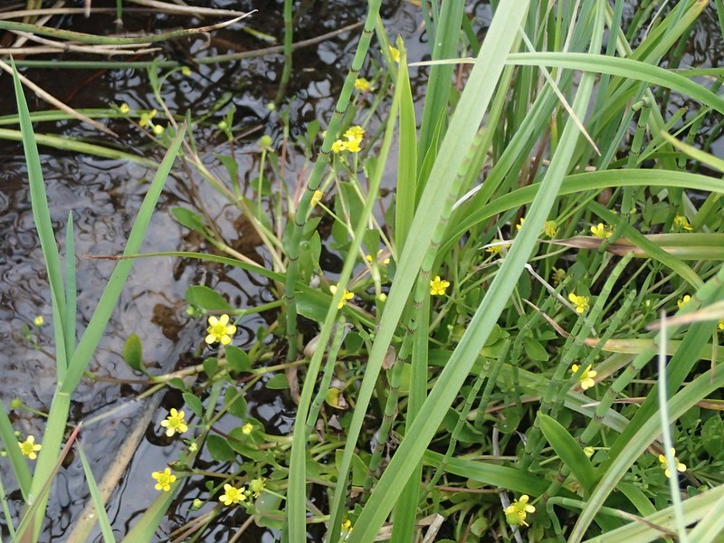 Ranunculus fontanus photo 4