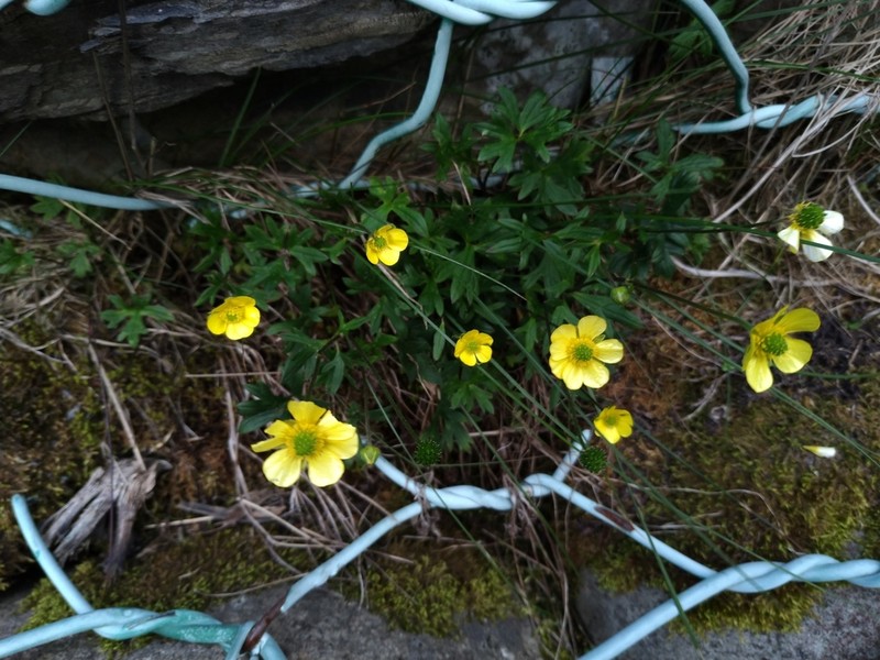 Ranunculus formosa-montanus