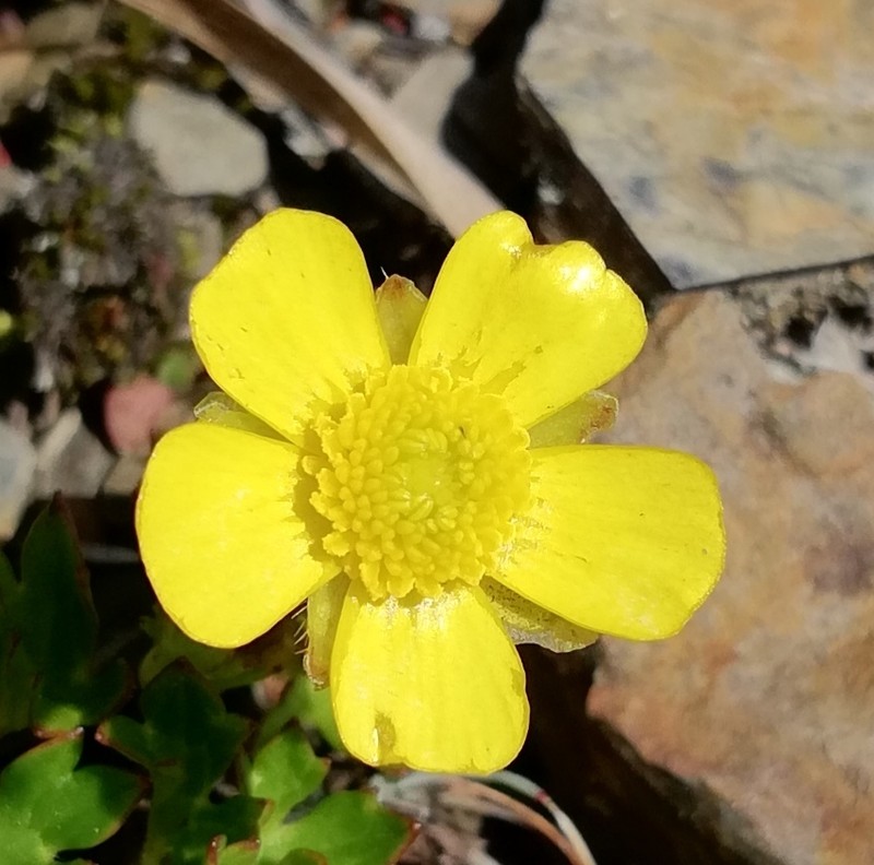 Ranunculus formosa-montanus photo 2