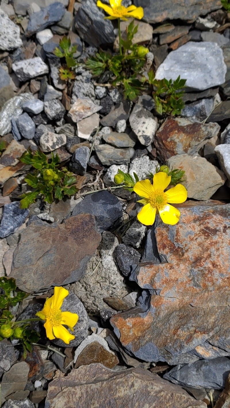 Ranunculus formosa-montanus photo 3