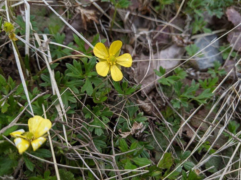 Ranunculus formosa-montanus photo 4