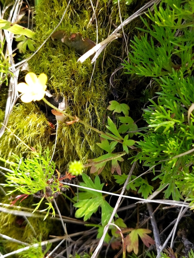 Ranunculus formosa-montanus photo 5