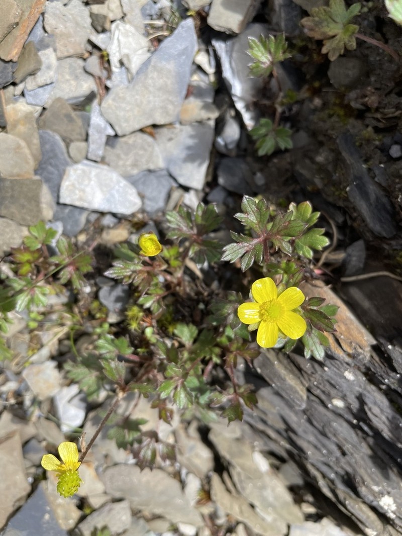 Ranunculus formosa-montanus photo 6
