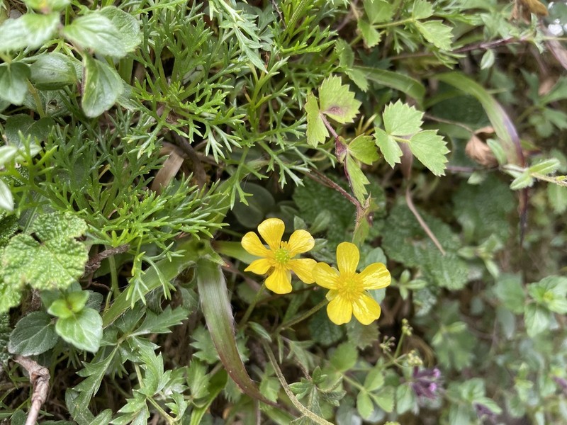 Ranunculus formosa-montanus photo 7
