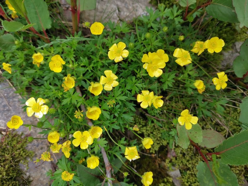 Ranunculus formosa-montanus photo 8