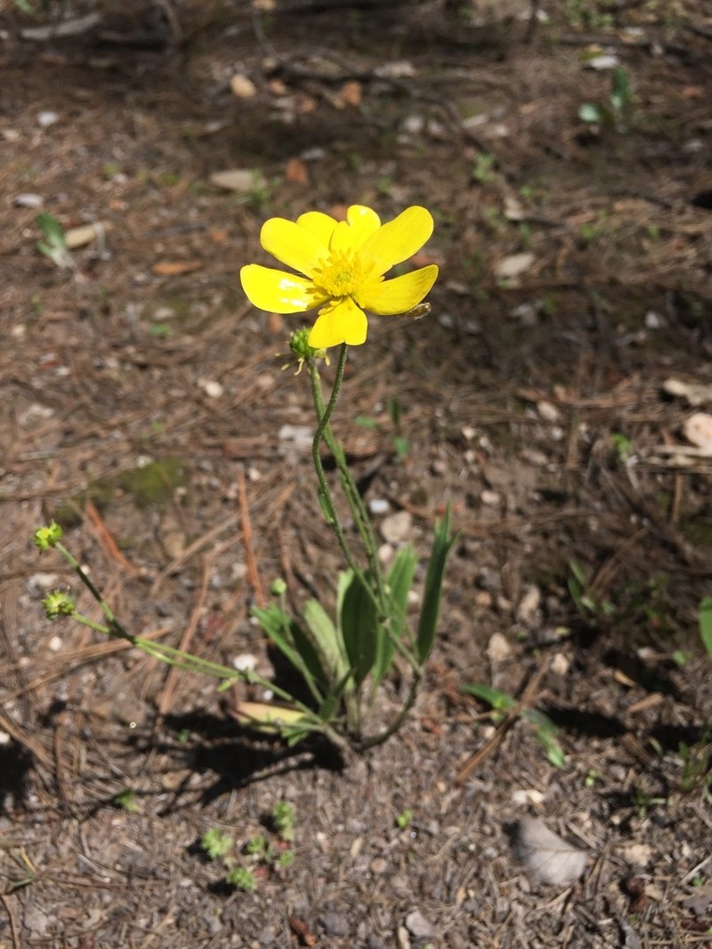 Ranunculus forreri photo 2