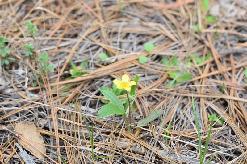 Ranunculus forreri photo 3