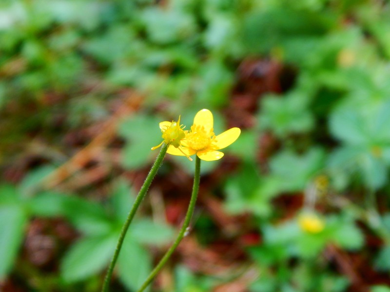 Ranunculus forreri photo 4