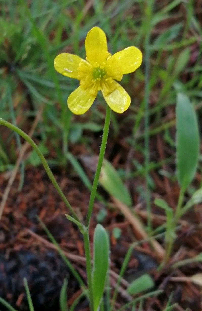 Ranunculus forreri photo 5