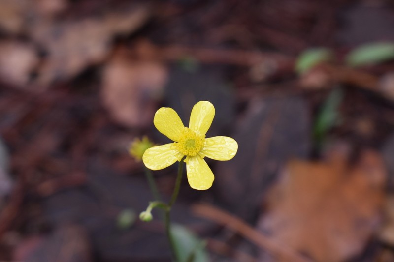 Ranunculus forreri photo 7