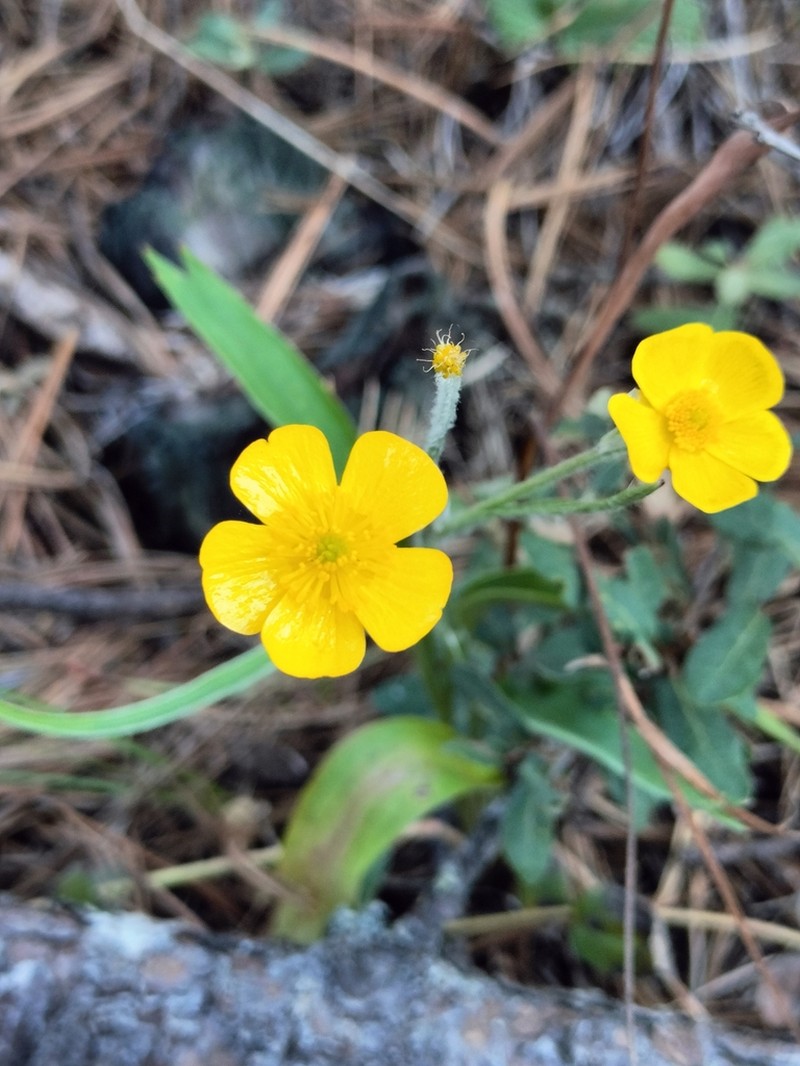 Ranunculus forreri photo 8