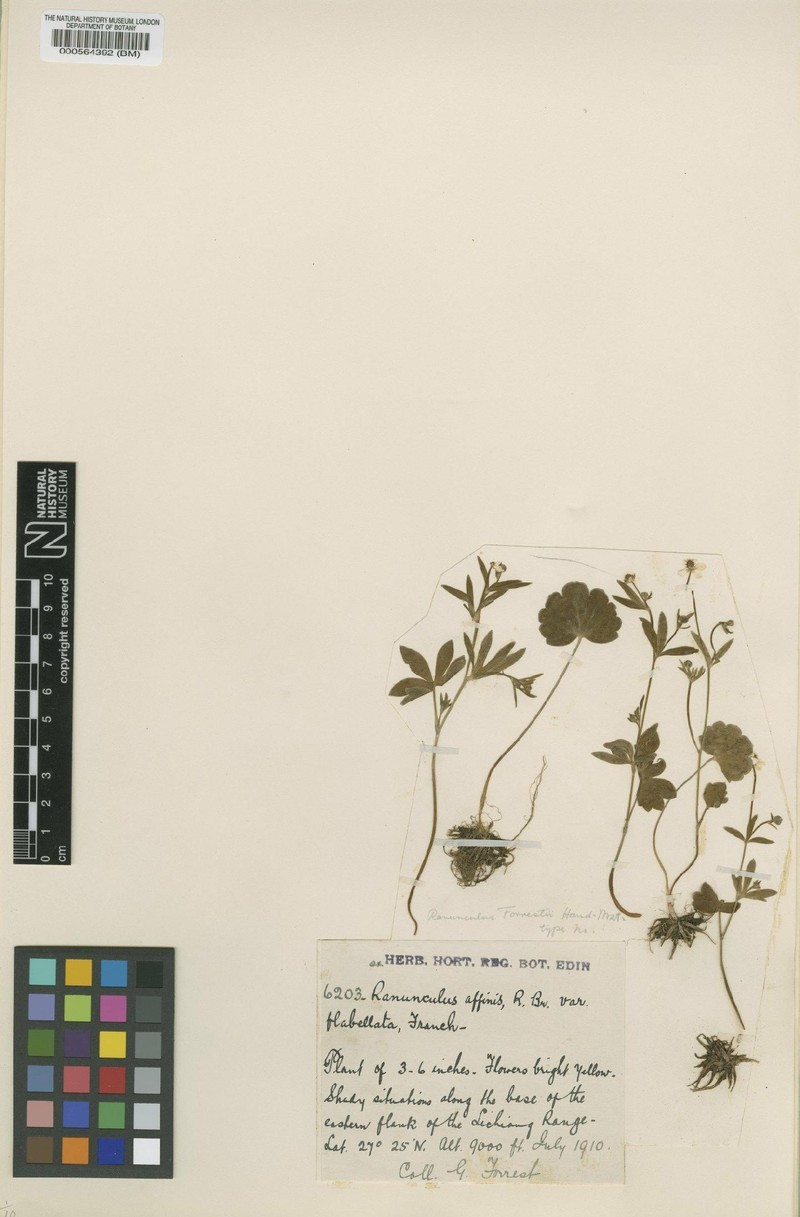 Ranunculus forrestii