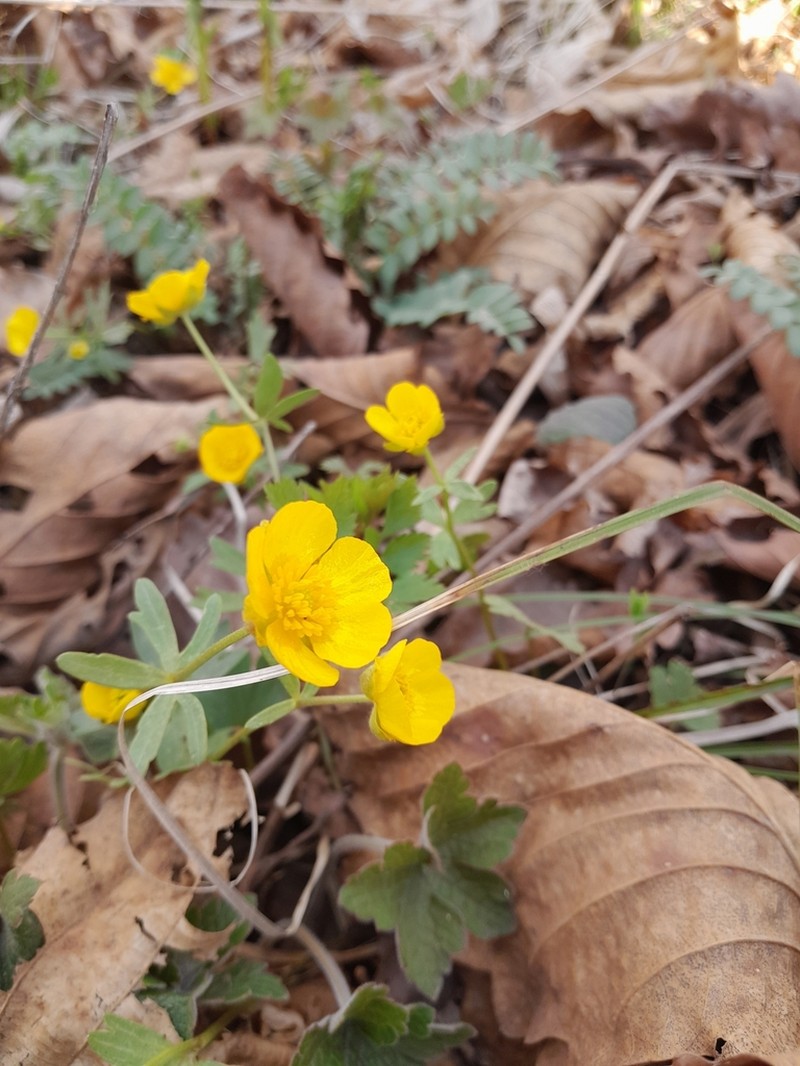 Ranunculus franchetii photo 2