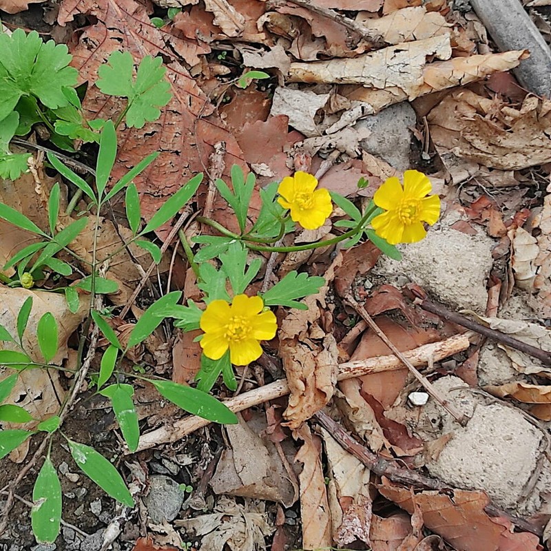 Ranunculus franchetii photo 3