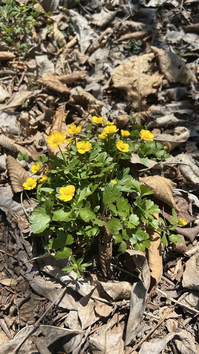 Ranunculus franchetii photo 4