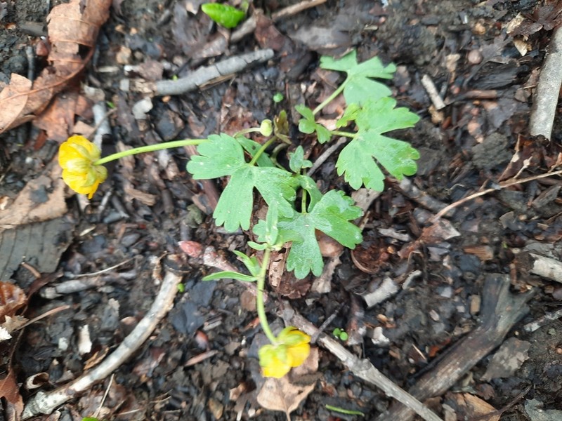Ranunculus franchetii photo 5