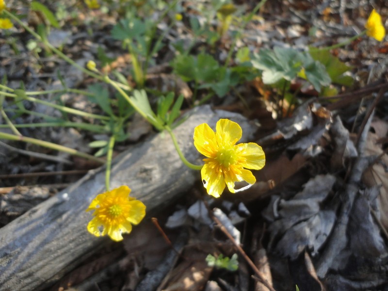 Ranunculus franchetii photo 6