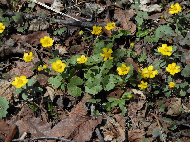 Ranunculus franchetii photo 7