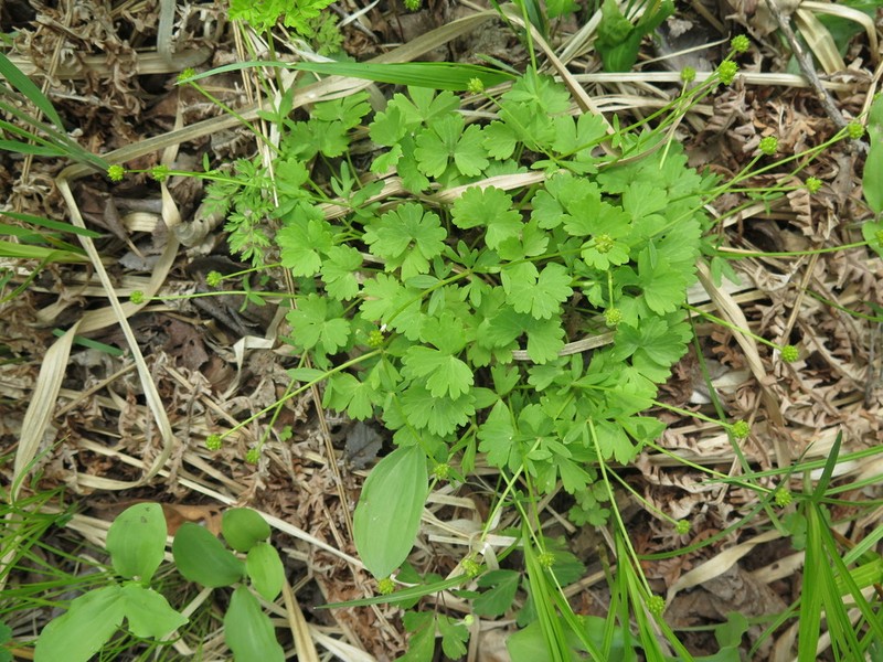 Ranunculus franchetii photo 8