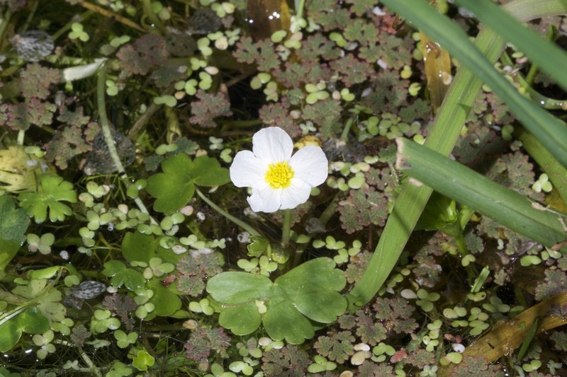 Ranunculus fucoides