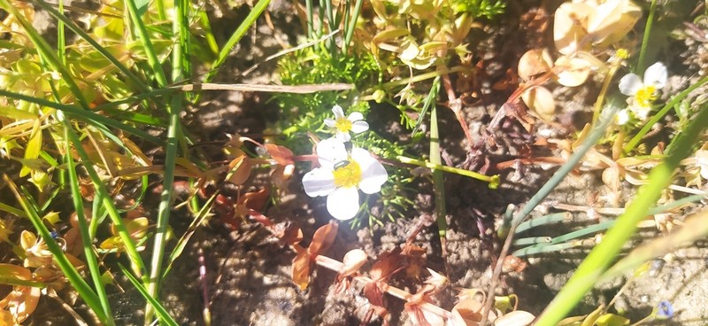 Ranunculus fucoides photo 4