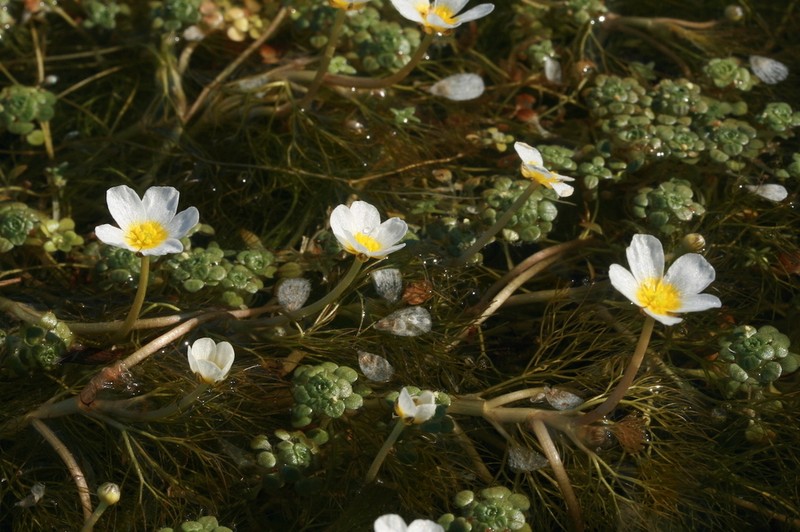 Ranunculus fucoides photo 5