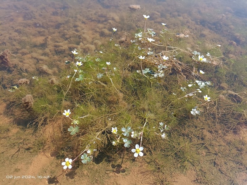 Ranunculus fucoides photo 6