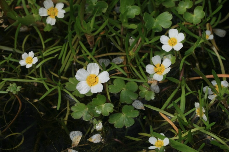 Ranunculus fucoides photo 7