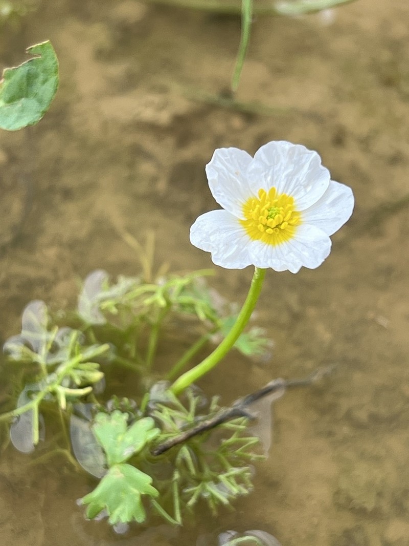 Ranunculus fucoides photo 8